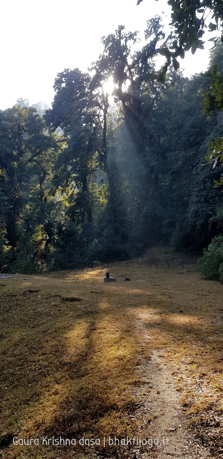  Trees. Shivapuri mountain. Kathmandu. 2019.01.15